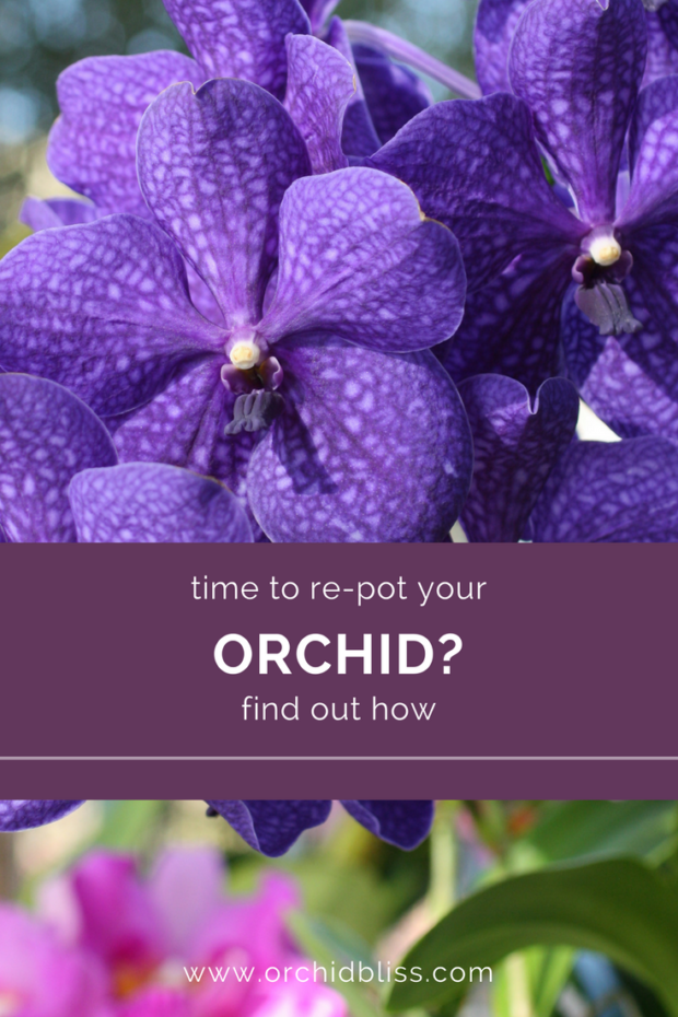This-is-a-fantastic-tutorial-on-how-to-re-pot-orchids.png
