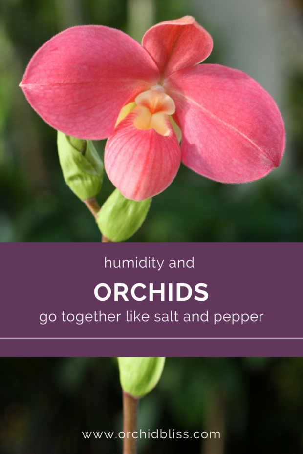 Providing-humidity-for-orchids-is-easy-peasy.png