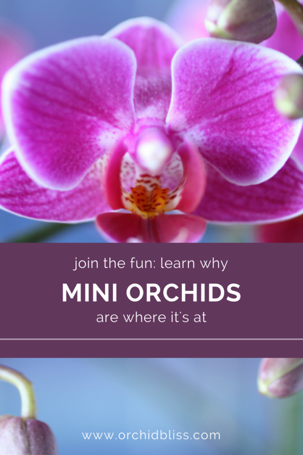 I-am-crazy-for-mini-orchids-they-have-so-many-buds-and-are-so-easy-care.png