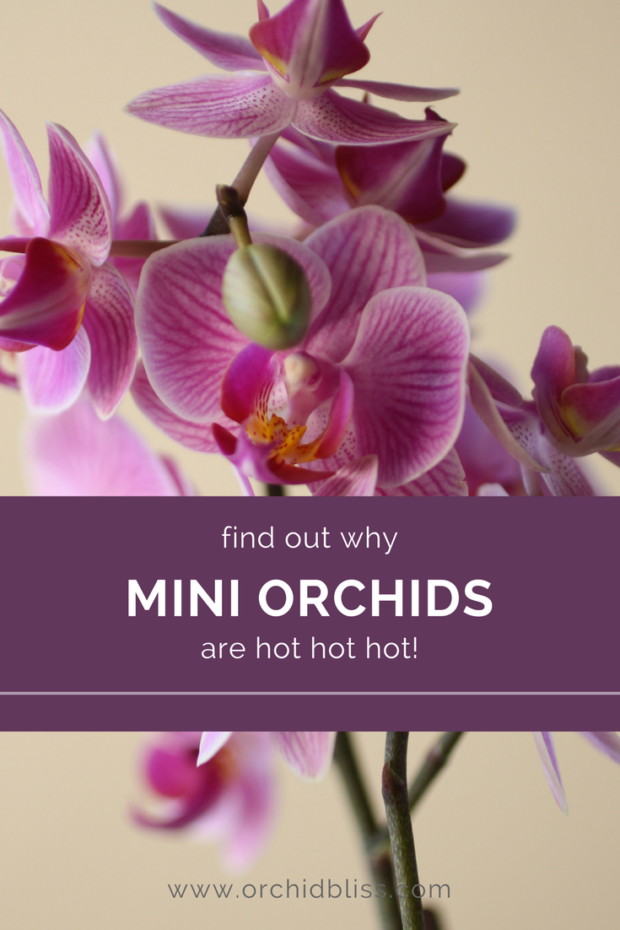 I-love-mini-orchids.-Read-this-post-to-learn-all-about-them.png