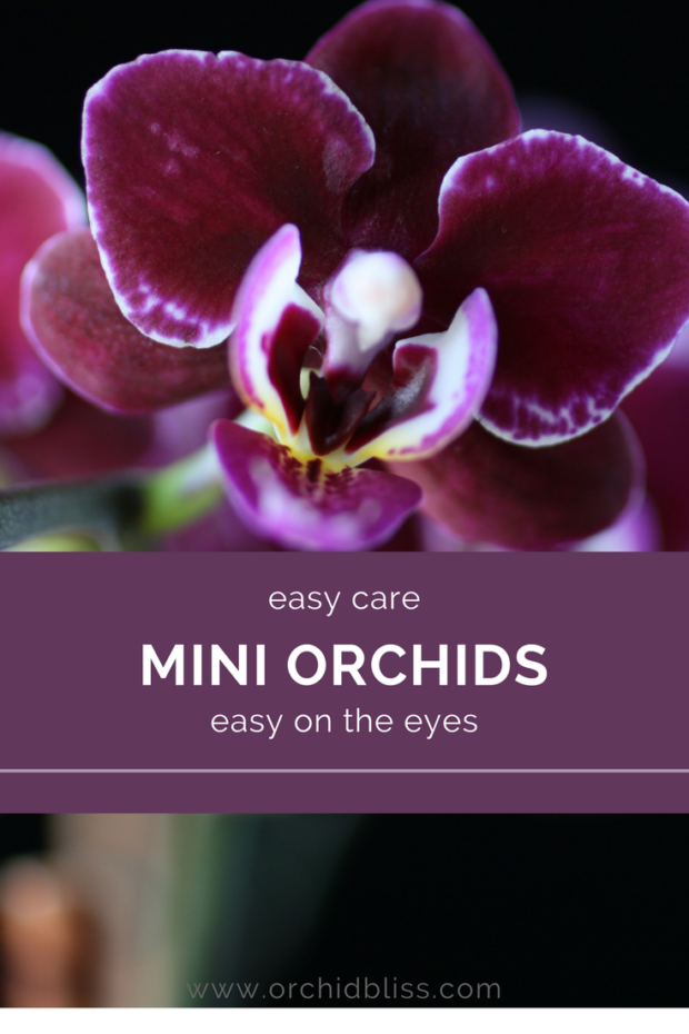 I-want-a-mini-orchid-for-every-room-in-the-house.png