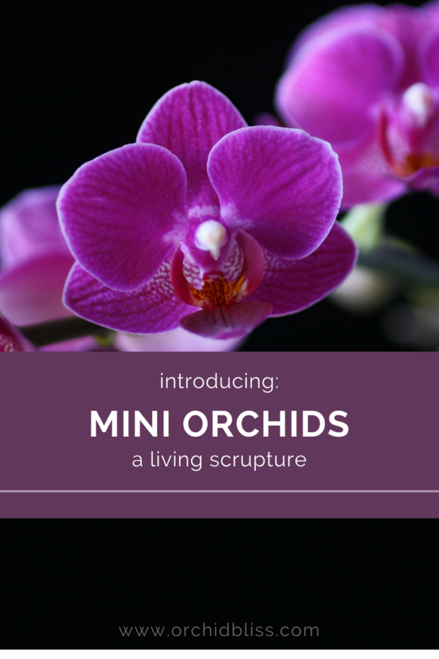 Read-article-to-find-out-why-mini-orchids-are-easy-care-and-long-lasting.png