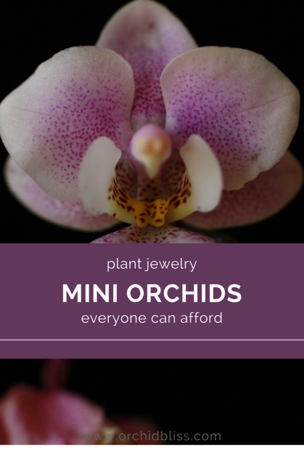 This-post-is-so-helpful-now-I-know-how-to-care-for-my-mini-orchid.png