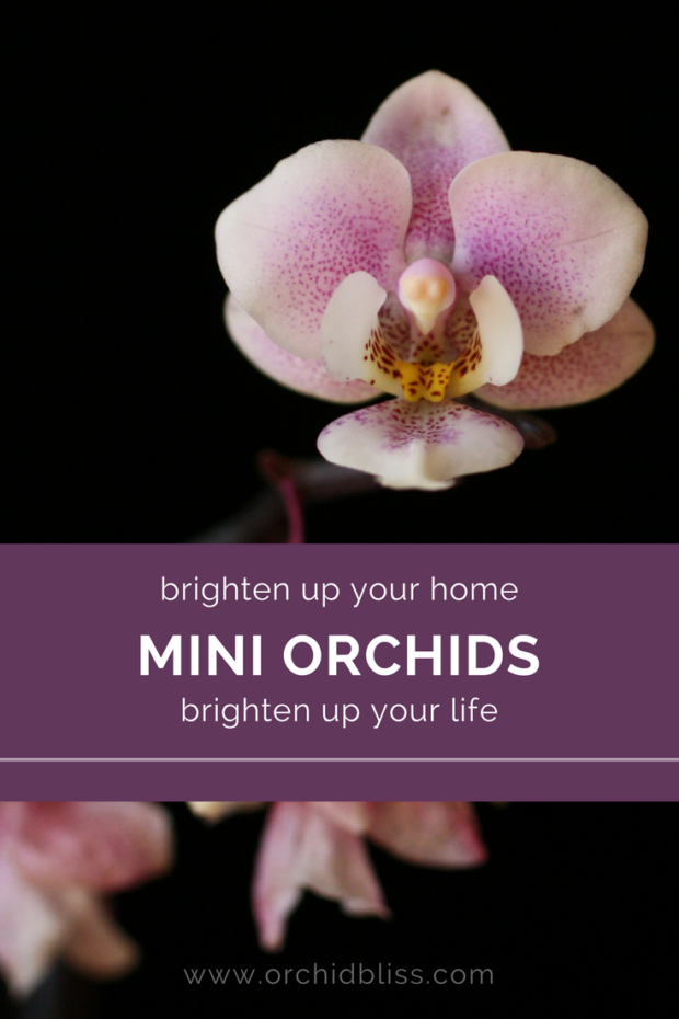 Wow-Read-this-post-to-learn-all-about-amazing-mini-orchids.png