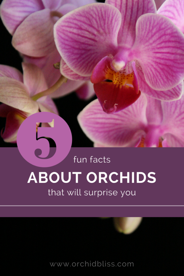 Fascinating-facts-I-never-knew-about-orchids.png