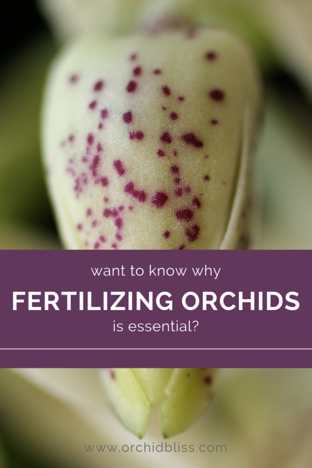 This-post-is-so-helpful-for-learning-to-fertilize-orchids.png