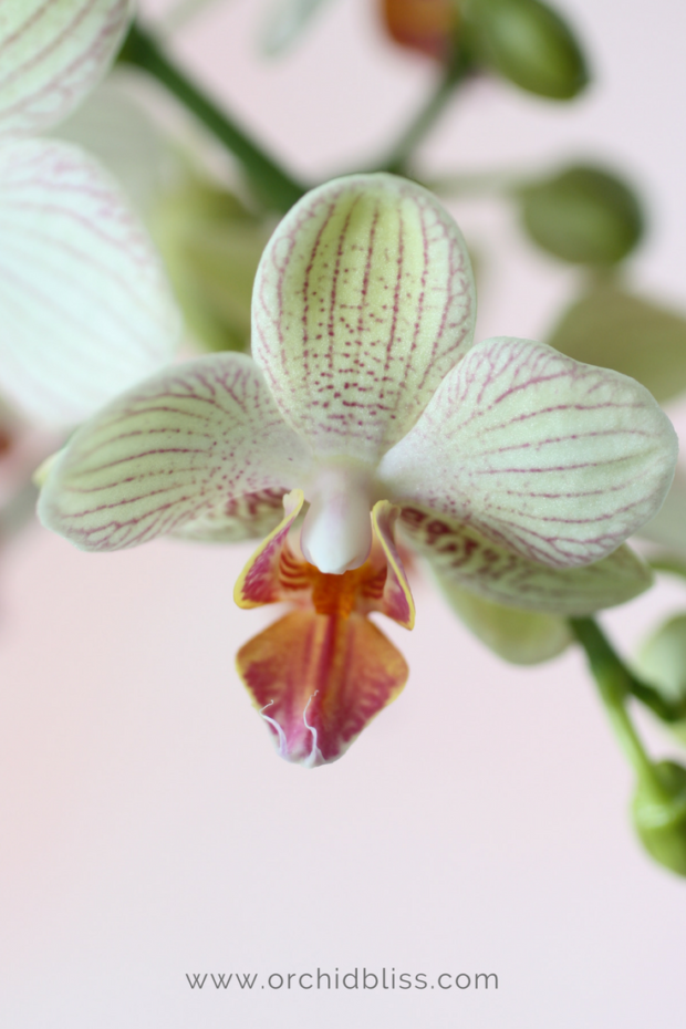 Would-you-believe-it-This-orchid-smells-like-chocolate.png