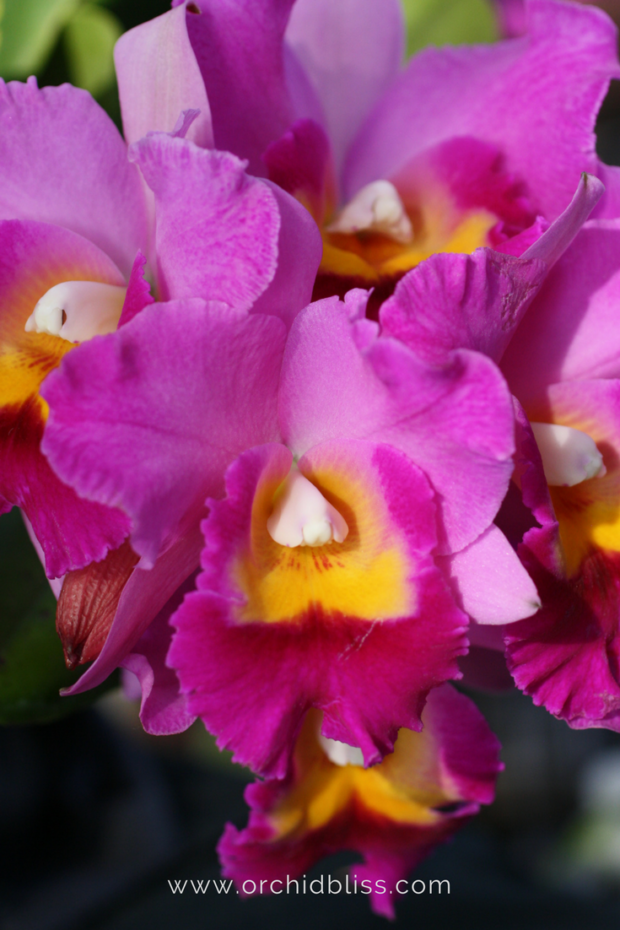 I-love-cattley-orchids-Thanks-for-sharing-your-orchid-photos.png