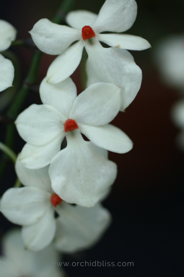 I-love-white-orchids.png