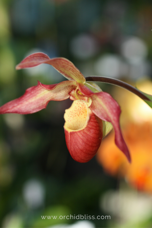 Orchid-Bliss-is-my-favorite-site-check-it-out-for-great-tips-on-caring-for-orchids.png
