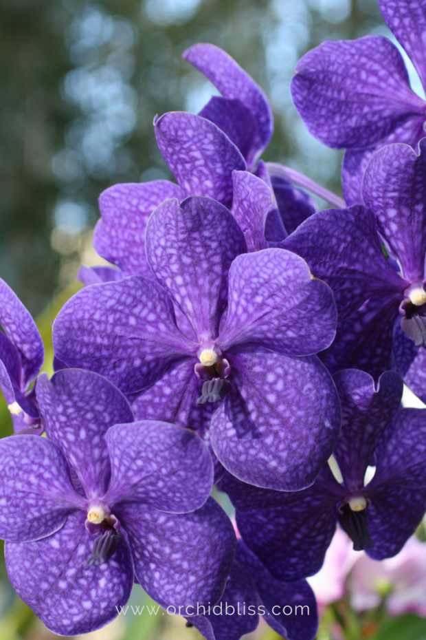 This-vanda-orchid-takes-my-breath-away.png