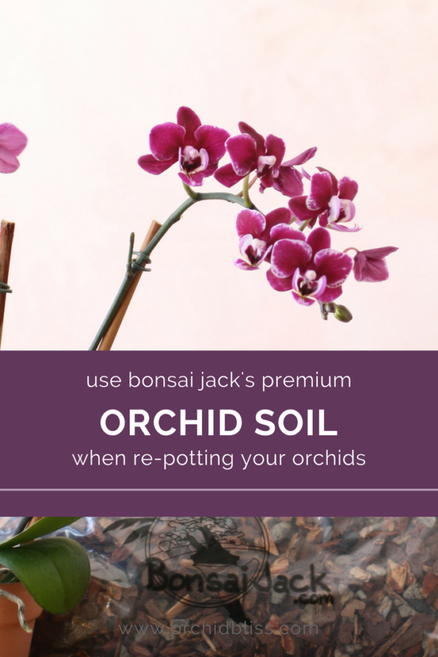 Bonsai-Jacks-orchid-soil-is-truly-amazing-1.png