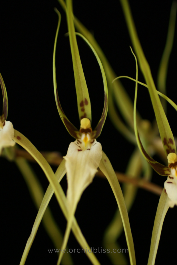 brassia-spider-orchid-pollinate.png