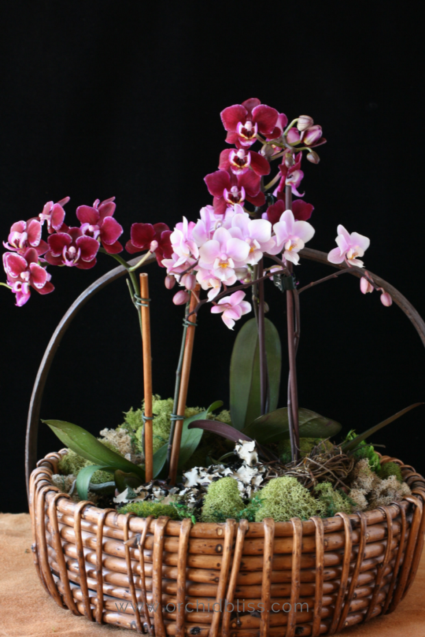mini-orchids-in-a-basket-caring-for-mini-orchids.png