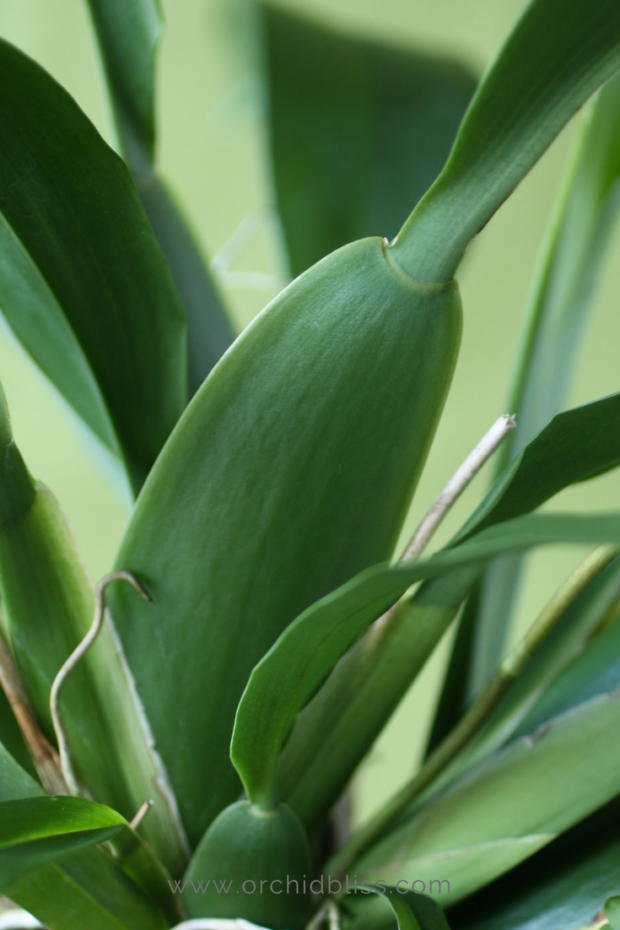 nitrogen-promotes-healthy-foliage-orchid-fertilizer.png