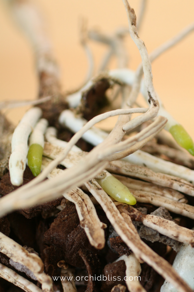 orchids-emerging-roots-when-repot.png