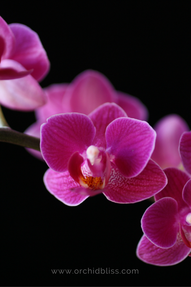 phalaenopsis-orchid-pollinate-or-die.png
