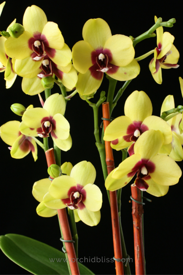 phalaenopsis-with-several-spikes-choose-your-orchid.png