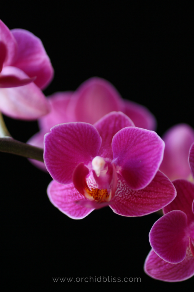 phalaenopsis.-facts-about-orchids.png