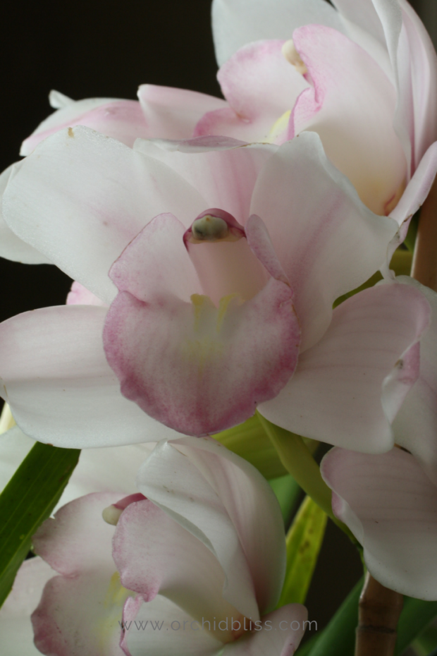 phosphorous-promotes-orchids-to-flower-fertilizing-orchids.png