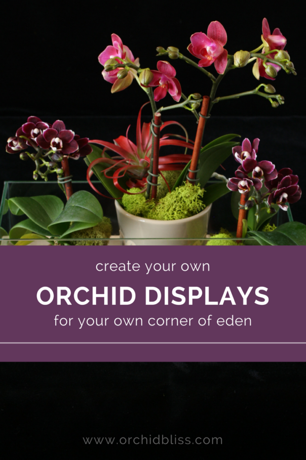 This-post-makes-creating-beautiful-orchid-arrangments-a-breeze.png