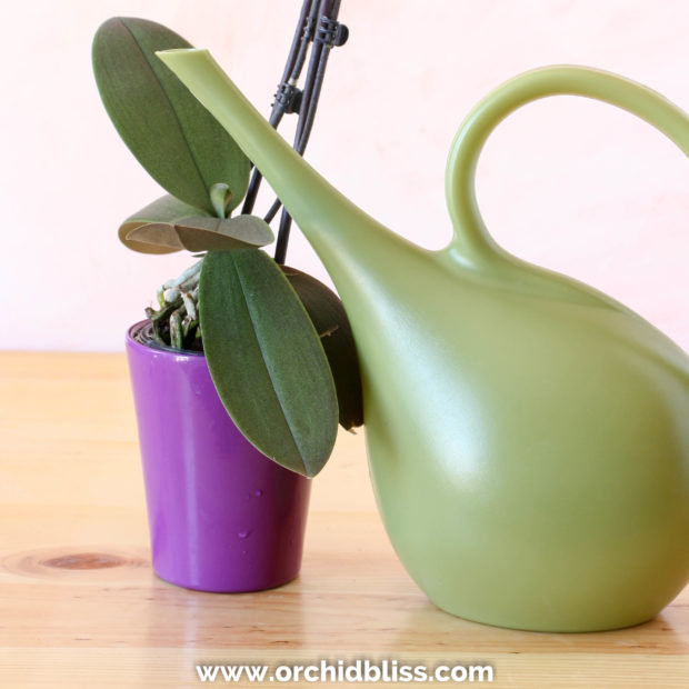 Before repotting an orchid soak the roots in water to soften the roots
