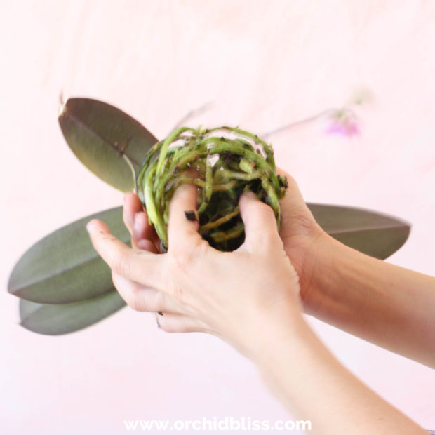Preparing an orchid for kokedama