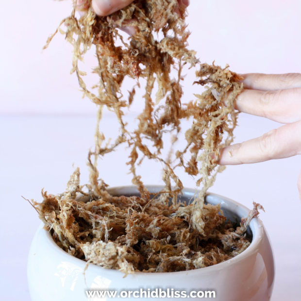 Re-hydrated moss ready to wrapping around the orchid roots.