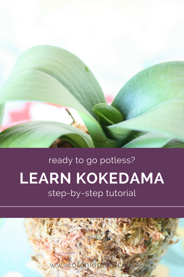 This is a super helpful tutorial for learning kokedama