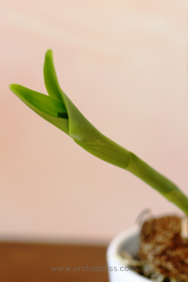 dendrobium growth cycle