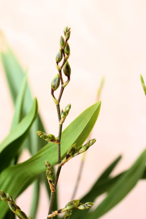 oncidium flowering - growth cycle