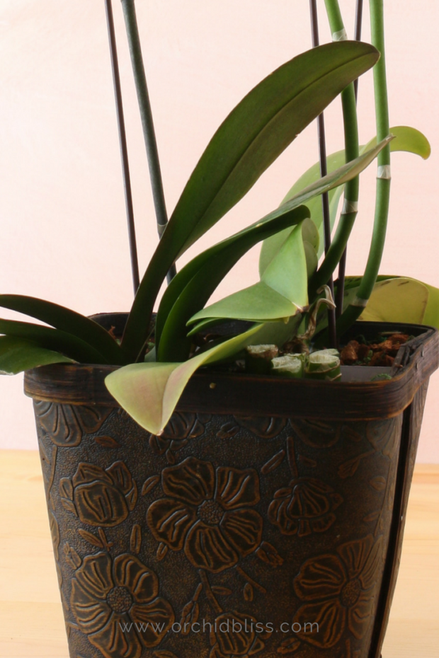 Orchid pot without drainage