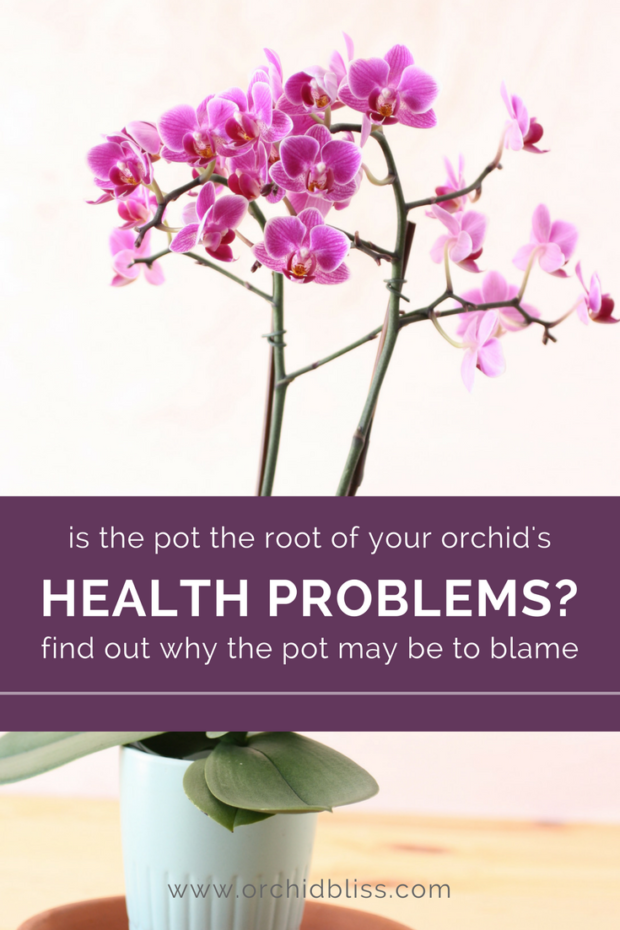 Save-your-orchids-Find-out-how-to-solve-harmful-orchid-pot-problems.png