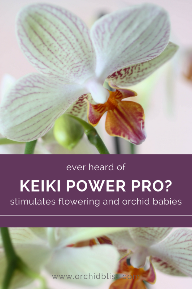 WOW keiki paste is a game changer for promoting orchid flowering