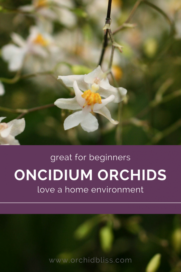 Discover how easy it is to care for an Oncidium orchid
