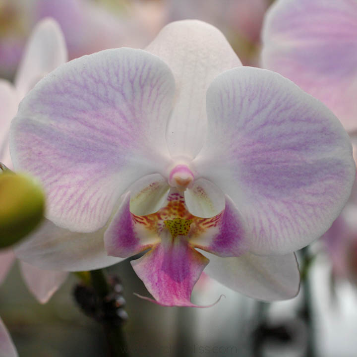 potting Phalaenopsis orchid