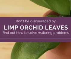 Limp Leaves Signal a Watering Problem. How to water for healthy orchids
