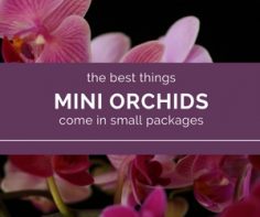 Mini Orchids Though She Be Little Is Fierce Orchid Bliss Mini Orchids Have It All Tons Of Flowers