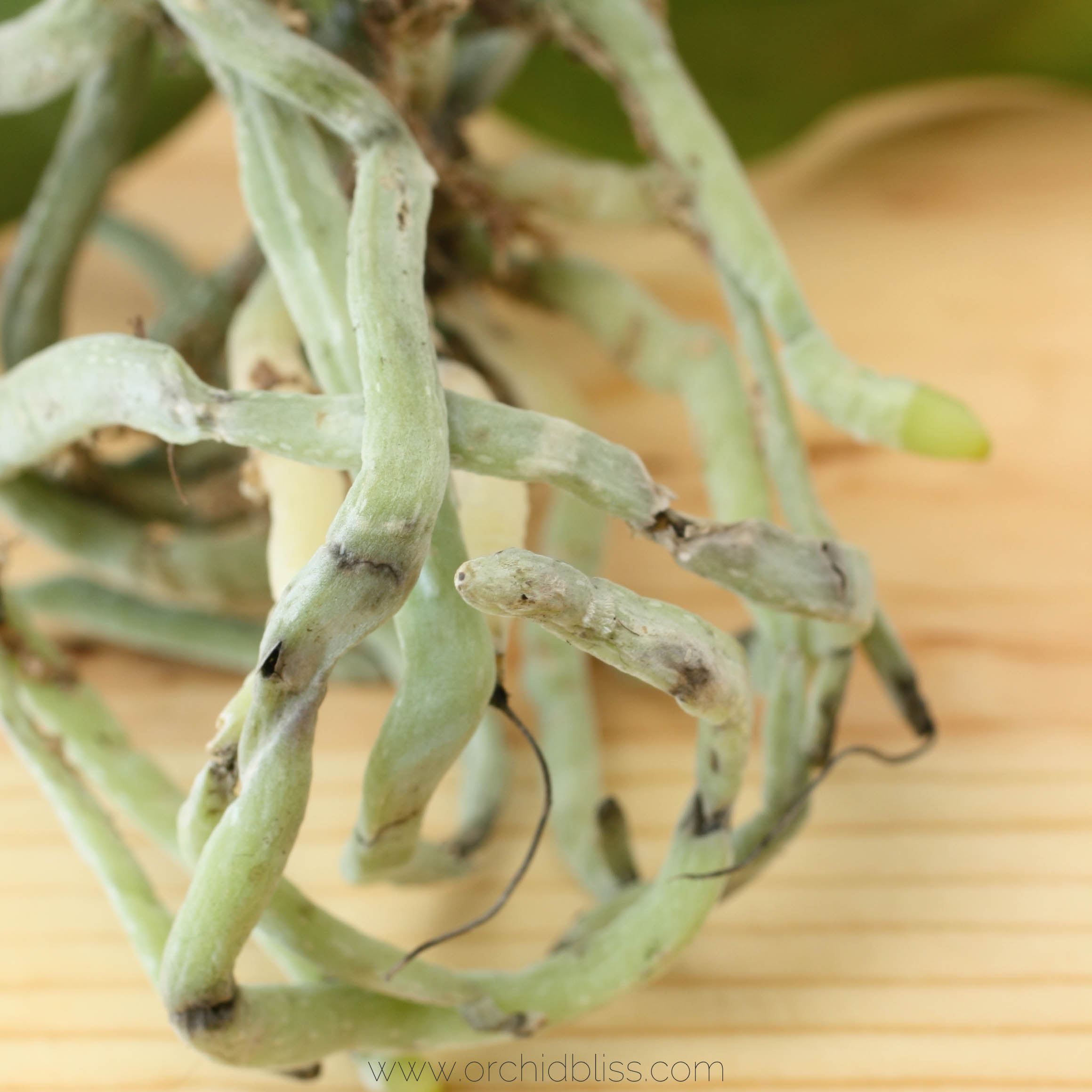 How to Understand Those Curious Orchid Roots Orchid Bliss