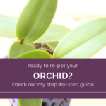 A-clear-tutorial-on-repotting-orchids.png