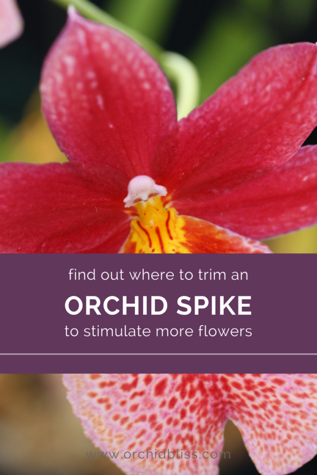 Mystery-solved-now-I-know-where-to-cut-my-orchid-spike.png