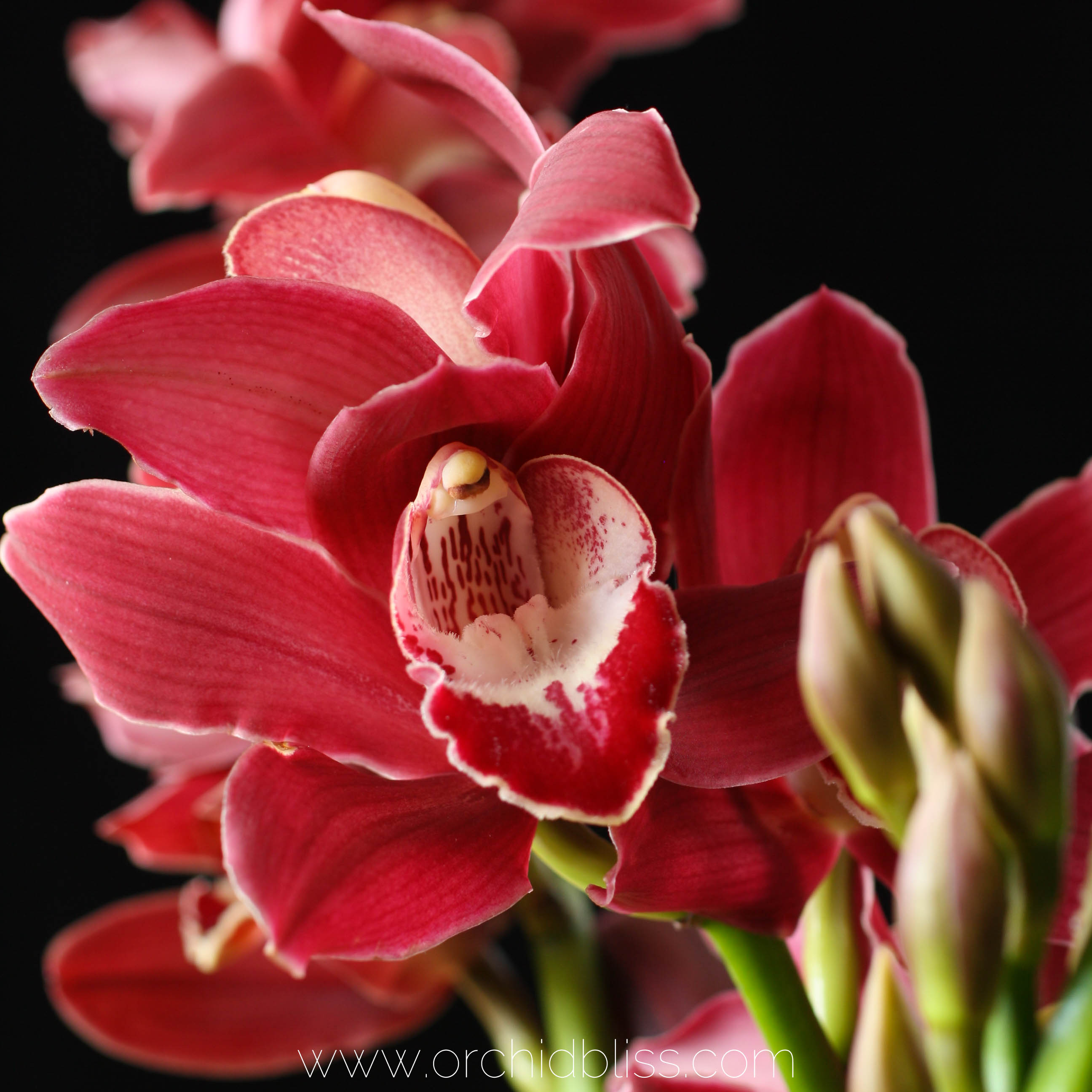 Learn the Japanese Art of Kokedama Orchid Bliss