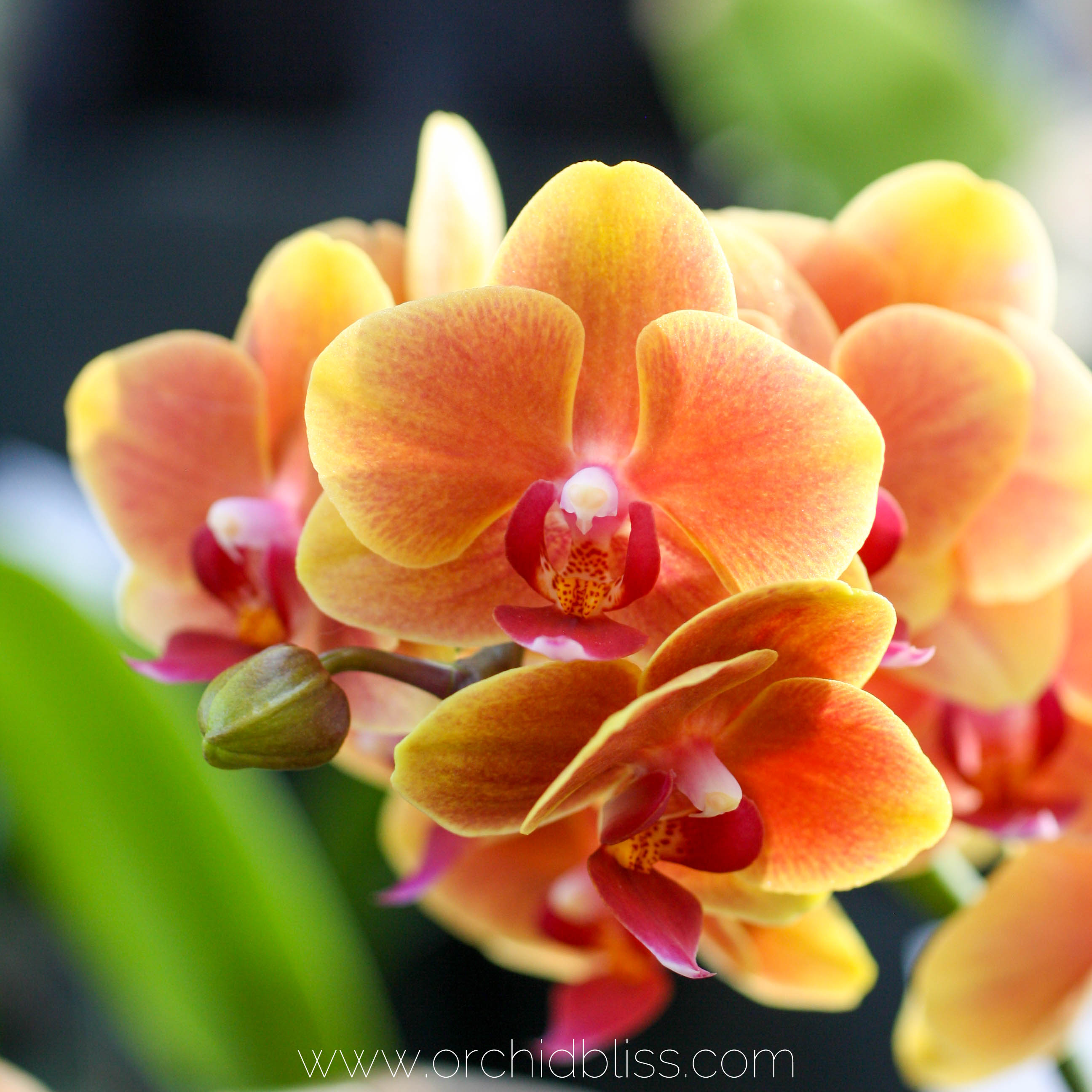 use the best orchid soil and lay a solid foundation for use the best orchid soil and lay a solid foundation for