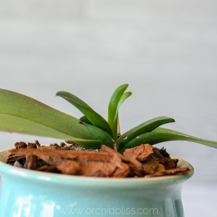 new flower spike has not yet emerged - cutting the orchid flower spike