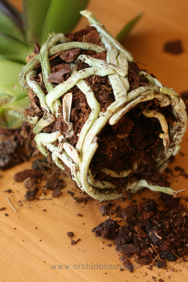 orchid-potted-in-wood-chips-why-when-repot.png