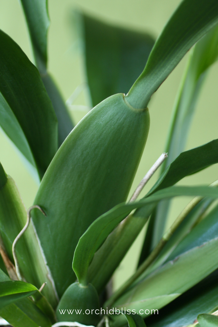 orchid-pseudobulbs-when-to-water.png