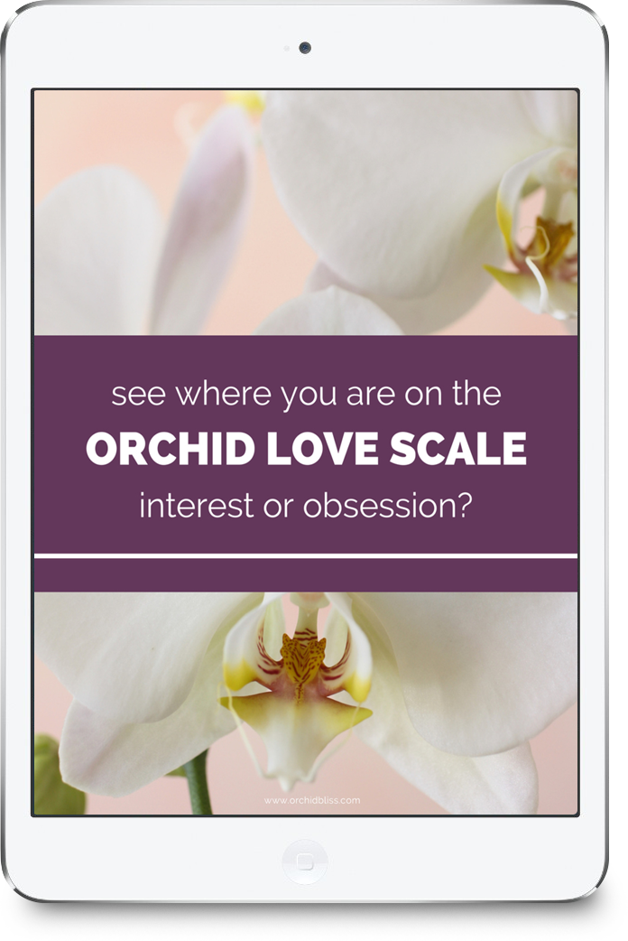 Free Orchid Love Quiz and Tips for Growing Orchids Free Orchid Love Quiz and Tips for Growing Orchids