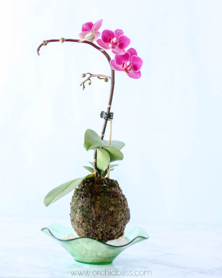 flowering kokedama orchid