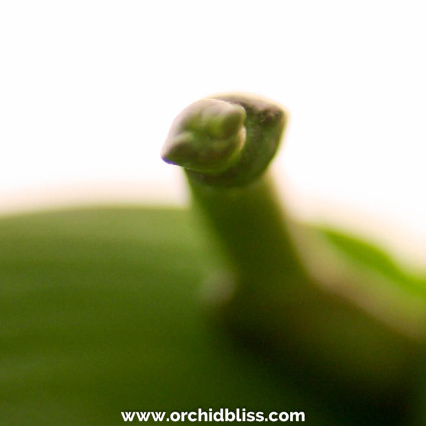 fist at tip - flower stalk