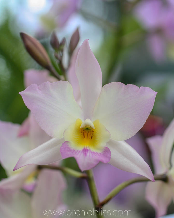 2018 orchid show spring SLC